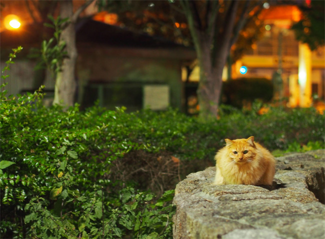 公園ねこさん1249.jpg