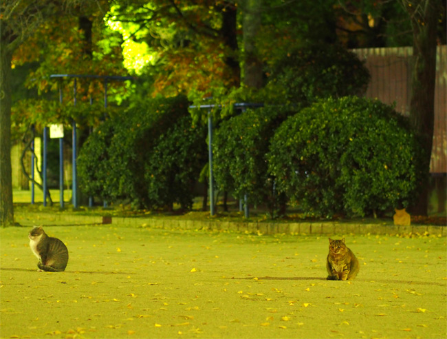 公園猫さん1251.jpg