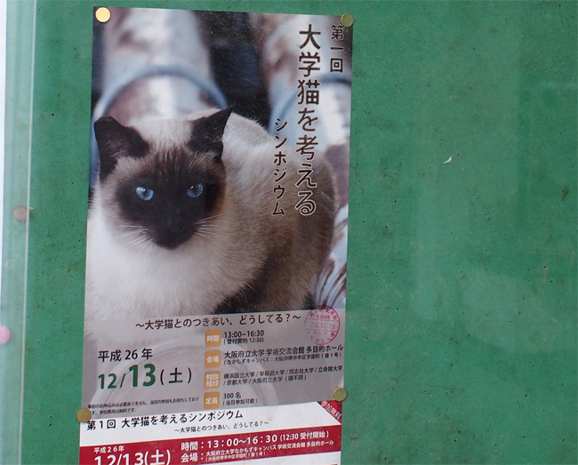 大学猫さん1252.jpg
