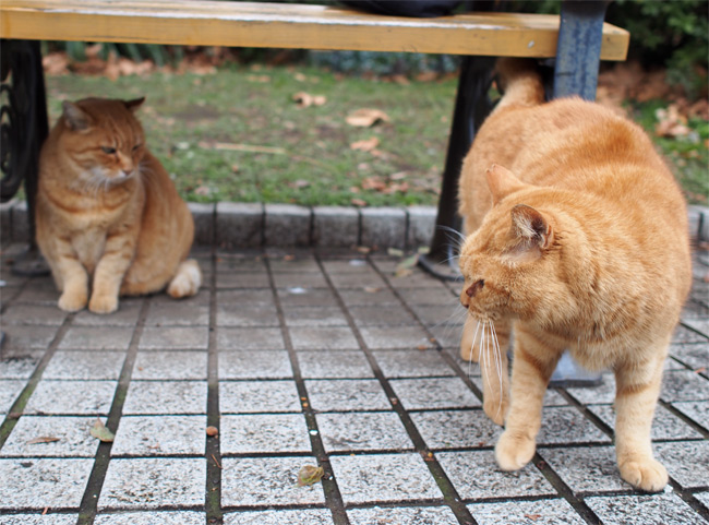 東京の茶トラさん1276.jpg