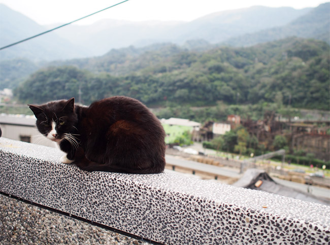 猴硐（ホウトン）猫さん1317.jpg