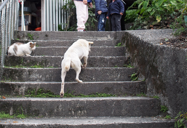 猴硐（ホウトン）猫さん犬くん1321.jpg