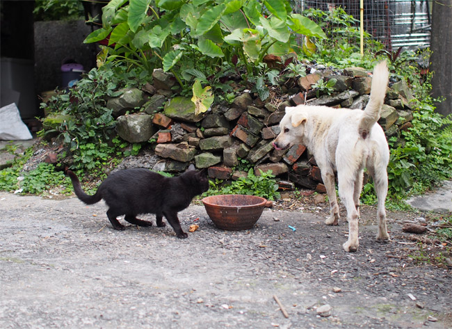 猴硐（ホウトン）猫さん犬くん1322.jpg