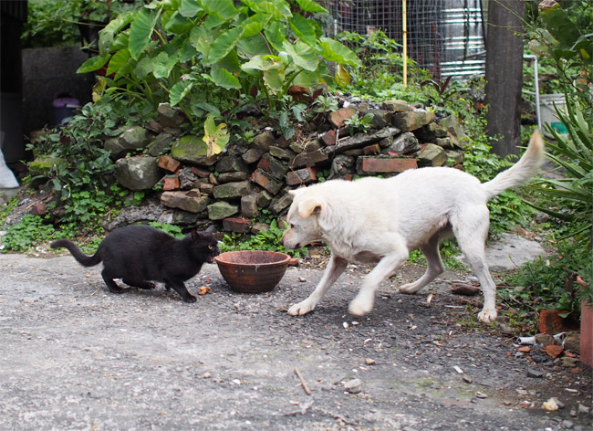 猴硐（ホウトン）猫さん犬くん1323.jpg