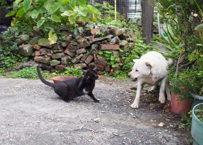 猴硐（ホウトン）猫さん犬くん1324.jpg