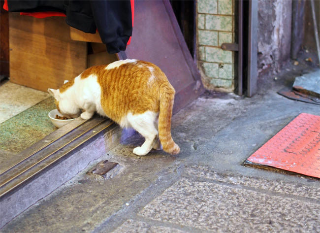 九份屋台猫さん1355.jpg