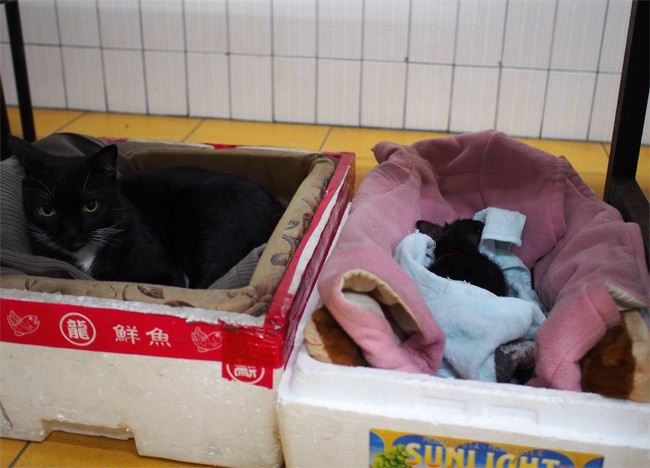 台湾猫寺の猫さん1369.jpg