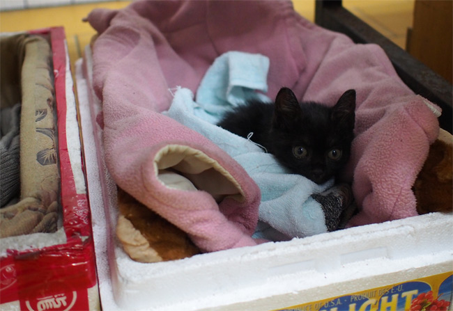 台湾猫寺の猫さん1370.jpg