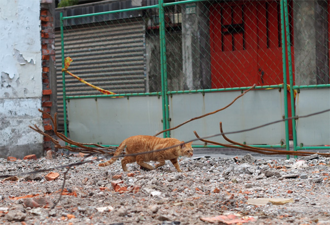 台湾路地猫さん1378.jpg