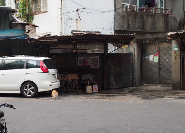 台湾路地猫さん1379.jpg