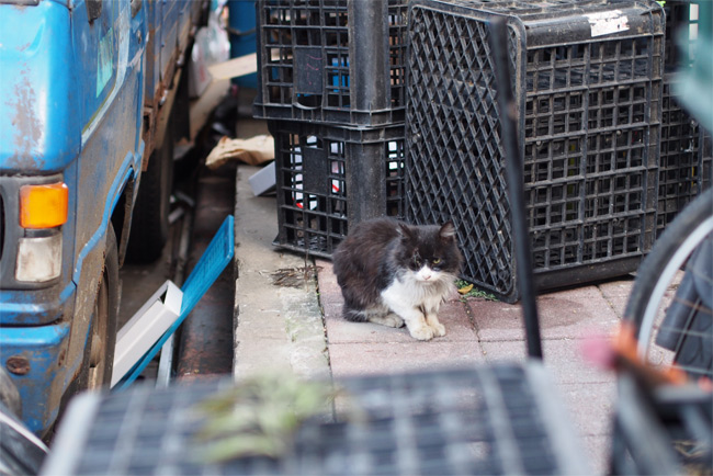 台湾路地猫さん1382.jpg