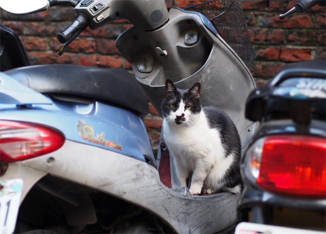 台湾路地猫さん1383.jpg