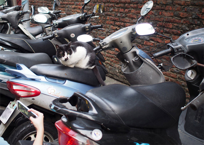 台湾路地猫さん1384.jpg