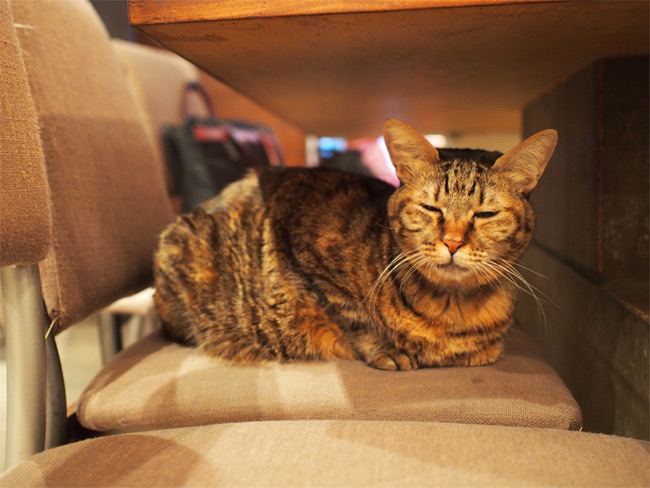 極簡カフェ猫さん1387.jpg