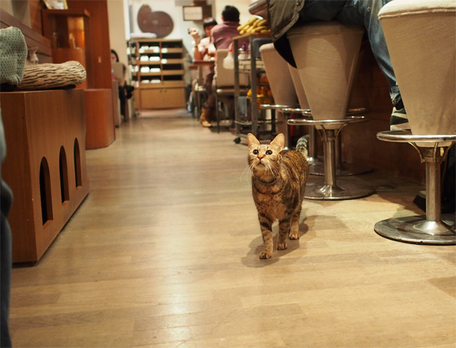 極簡カフェ猫さん1389.jpg