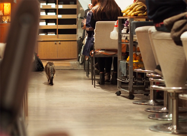 極簡カフェ猫さん1390.jpg