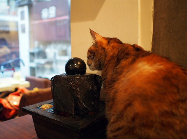 極簡カフェ猫さん1392.jpg