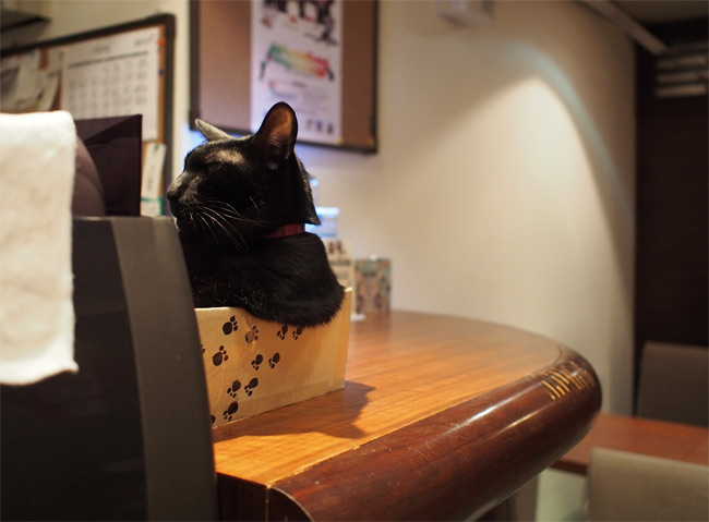 極簡カフェ猫さん1393.jpg