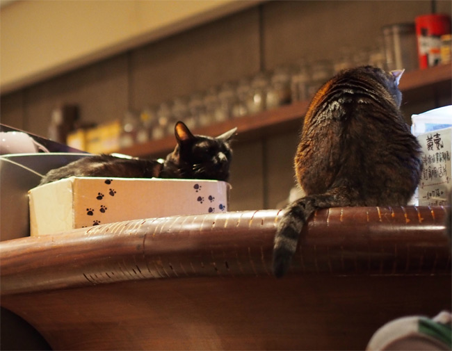 極簡カフェ猫さん1394.jpg