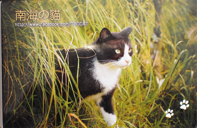 南海の猫1396.jpg