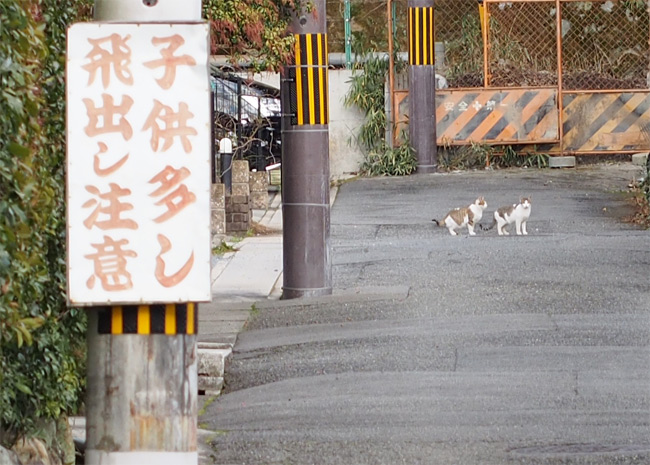 京都の猫さん1399.jpg