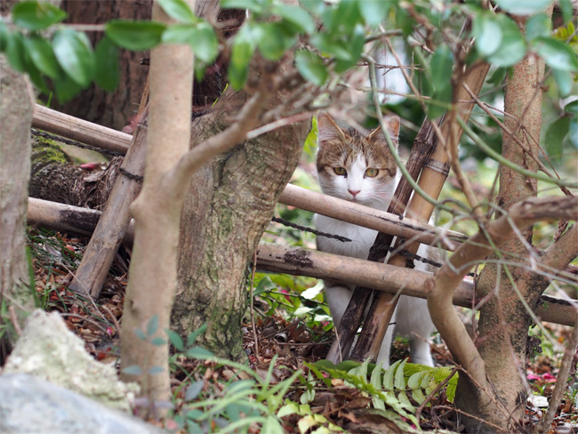 京都の猫さん1402.jpg