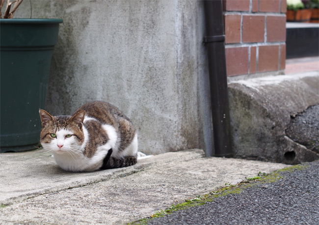 京都の猫さん1404.jpg