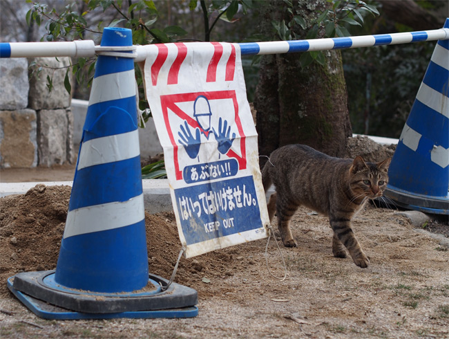 京都の猫さん1406.jpg