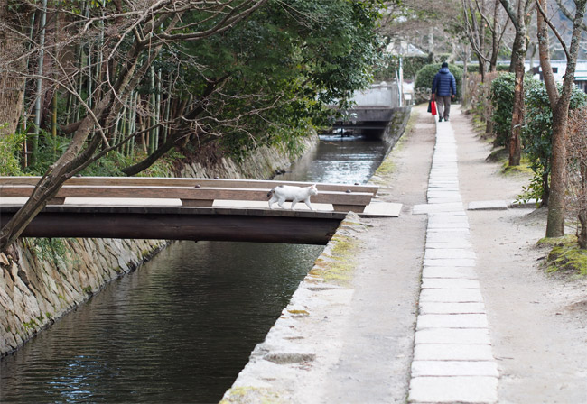 京都の猫さん1410.jpg