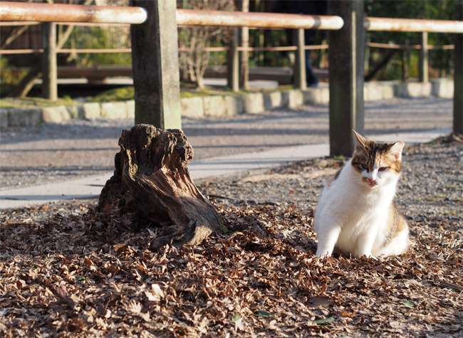 京都の猫さん1414.jpg