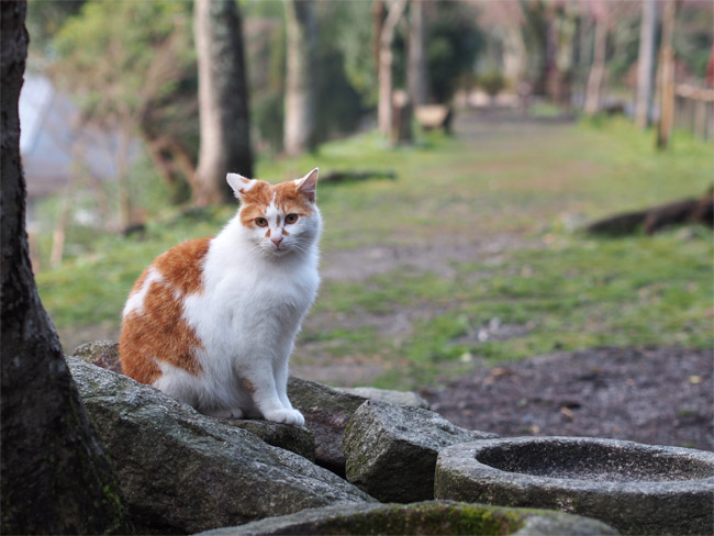 京都の猫さん1430.jpg