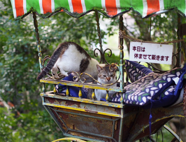 京都の猫さん1433.jpg