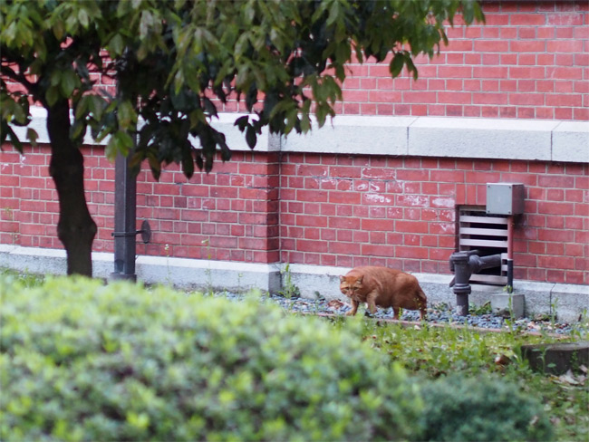 京都大学の猫さん1442.jpg