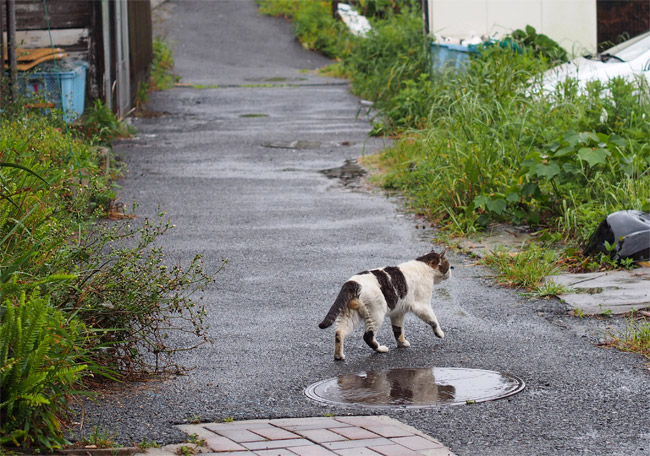 島猫さん1462