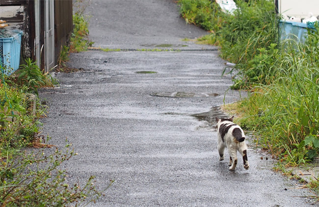 島猫さん1463