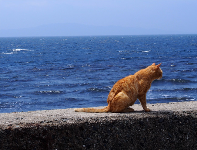 相島猫さん1469
