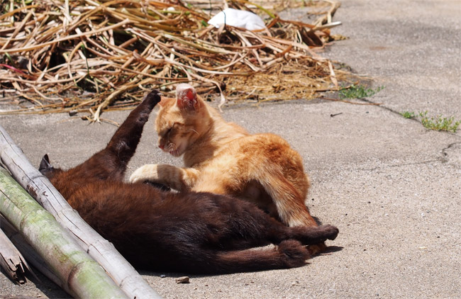 相島猫さん1488