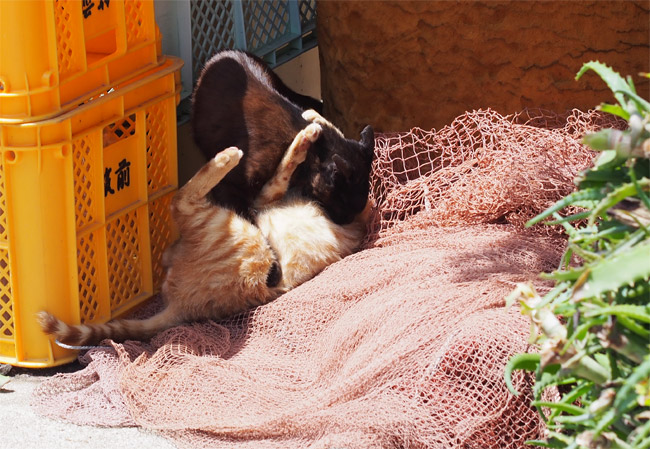 相島猫さん1497