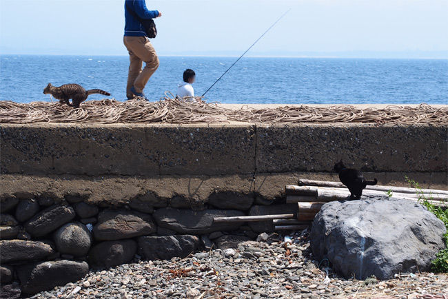 相島の猫さん1498