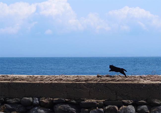 相島の猫さん1499