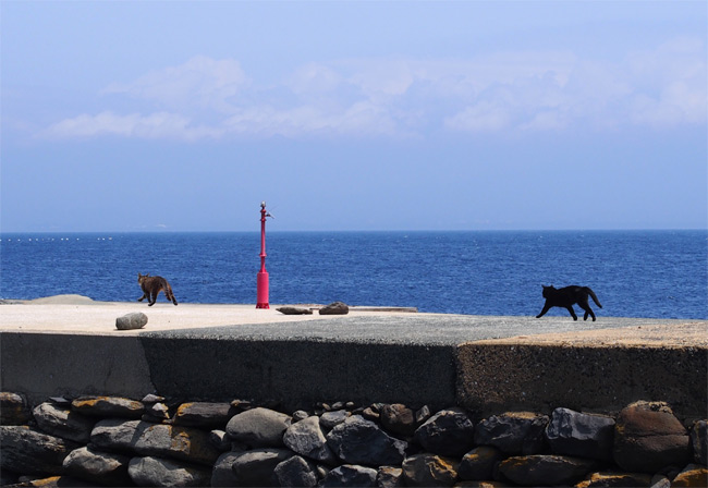 相島の猫さん1500