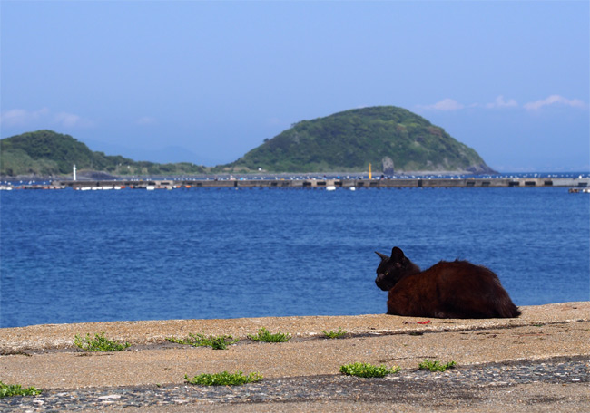 相島の猫さん1507