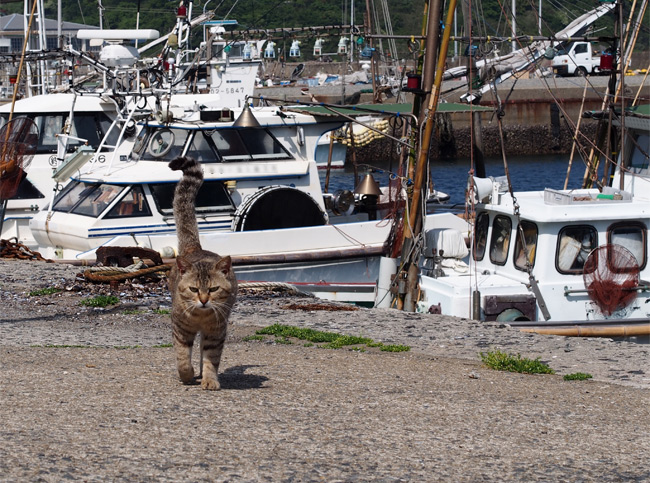 相島猫さん1510