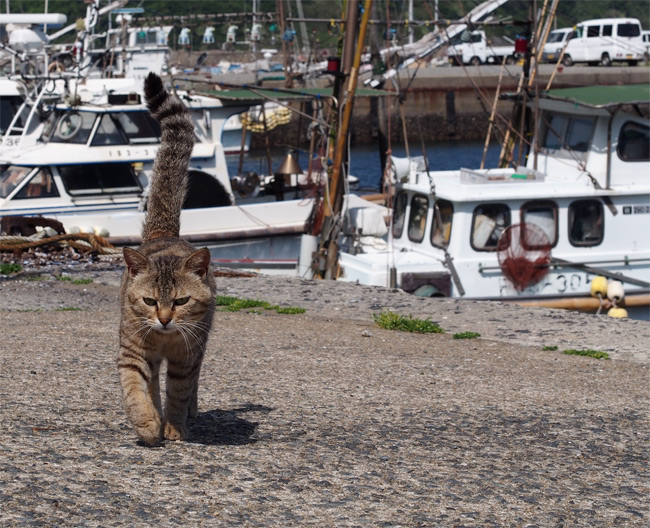 相島猫さん1511