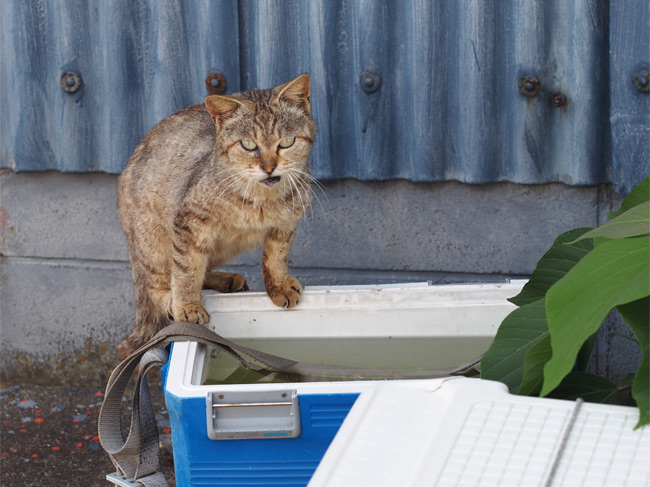 相島猫さん1514