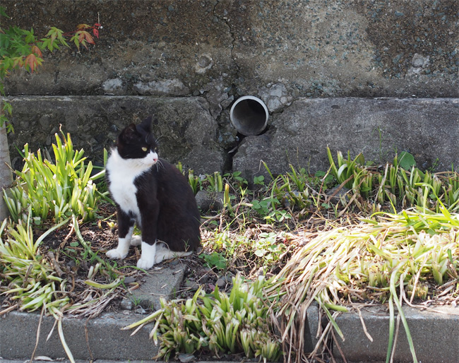 相島猫さん1515