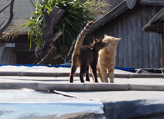 相島の猫さん1521