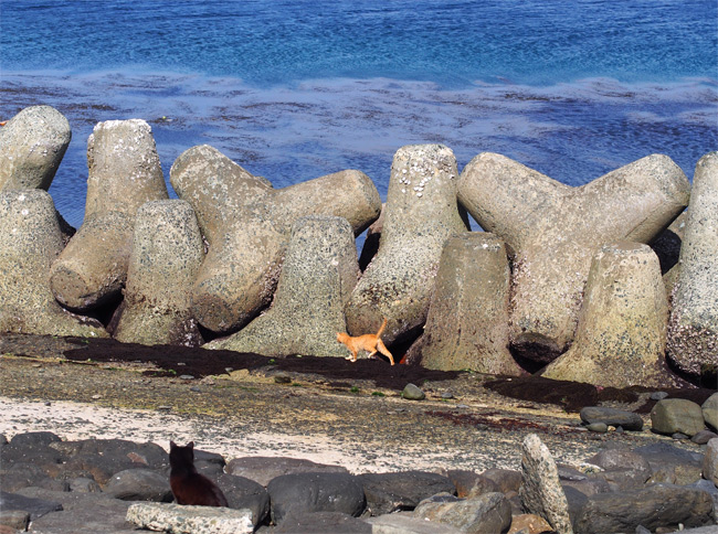 相島の猫さん1522