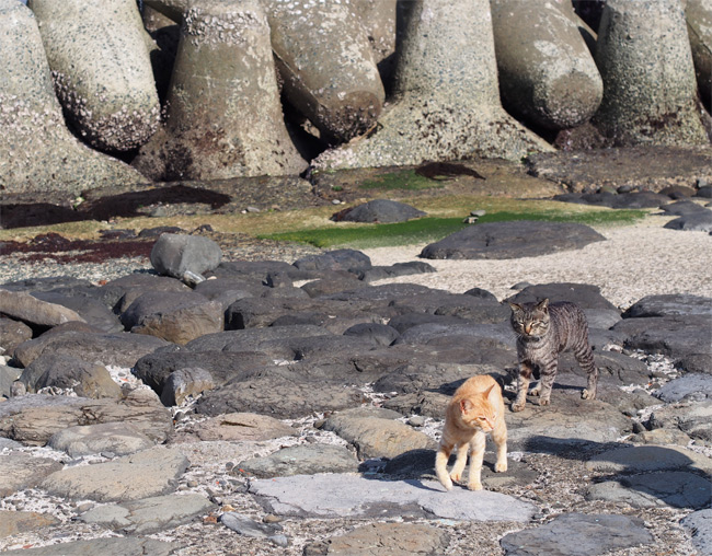相島の猫さん1523