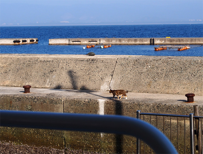 相島の猫さん1528